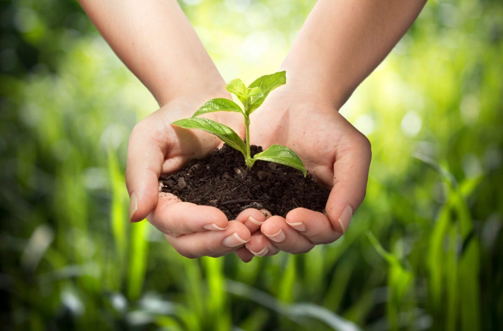 A person holding dirt and a plant in their hands.